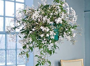 как размножить комнатный жасмин