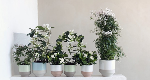 жасмин цветок комнатный