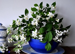 правила выращивания комнатного Жасмина