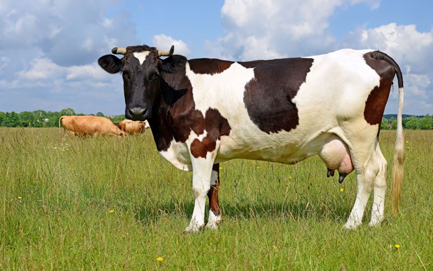 korovy-primety-i-poverya-o-korovah-foto-korova-v-pole