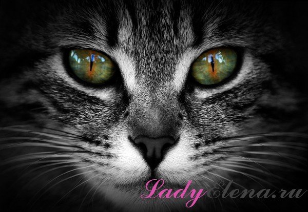 Кошка и погода: народные приметы 