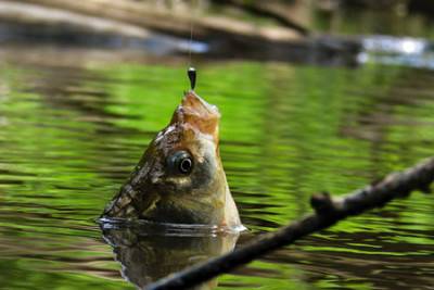 Летняя рыбалка