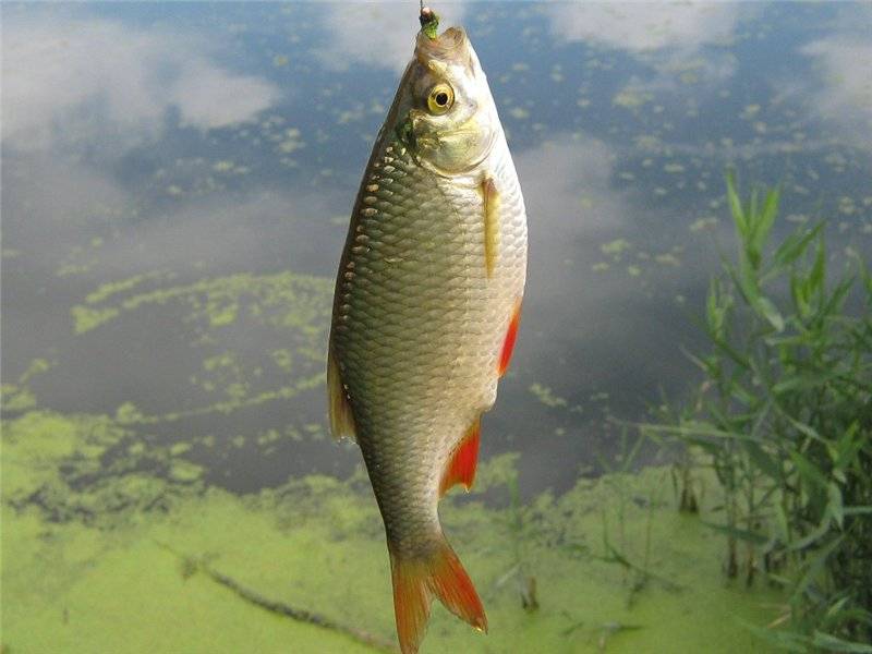 Красноперка на крючке