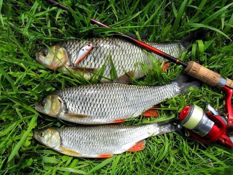 Голавль на траве