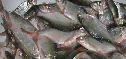 Ловля подлещика в конце лета