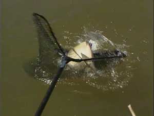 Лещ на поплавочную удочку