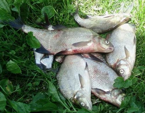 Наши трофеи