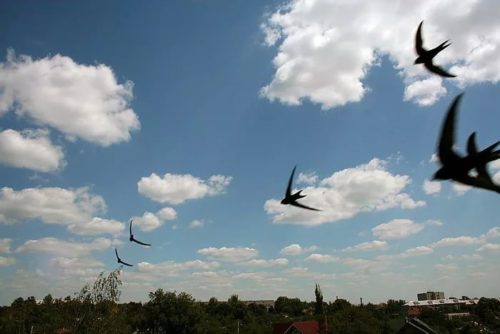 Ласточки летают низко перед дождем