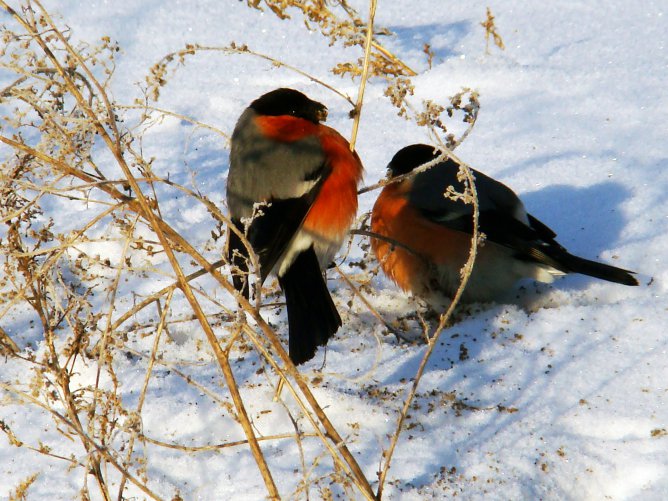 Народные приметы февраля на каждый день