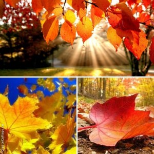 Природа в сентябре