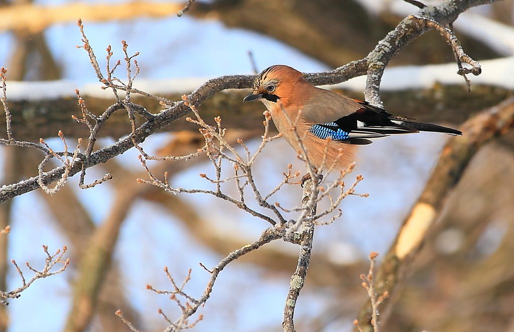 Народные приметы на март 2021 года на каждый день