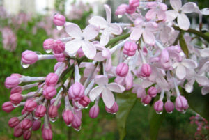 Приметы, обряды и заговоры на Пасху: как надо делать и понимать