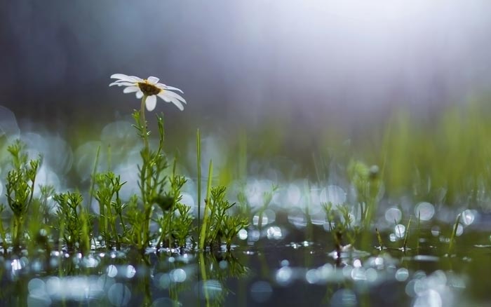 растения после дождя