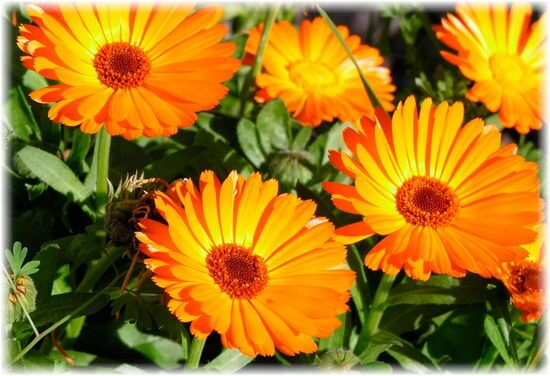 Народная метеорология — занимательные приметы