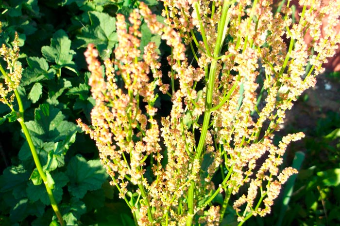 Конский щавель