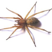 Примета паук в доме