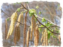 весенние приметы погоды