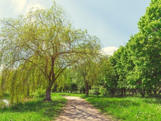 Народные приметы погоды лета