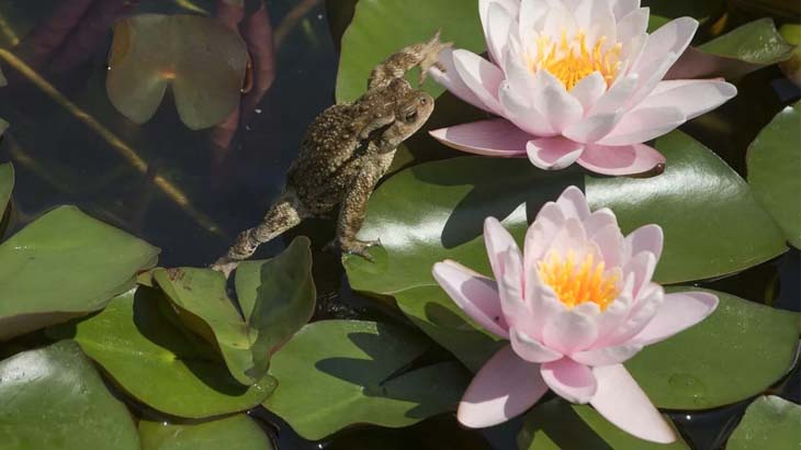 Лягушка и лотосы