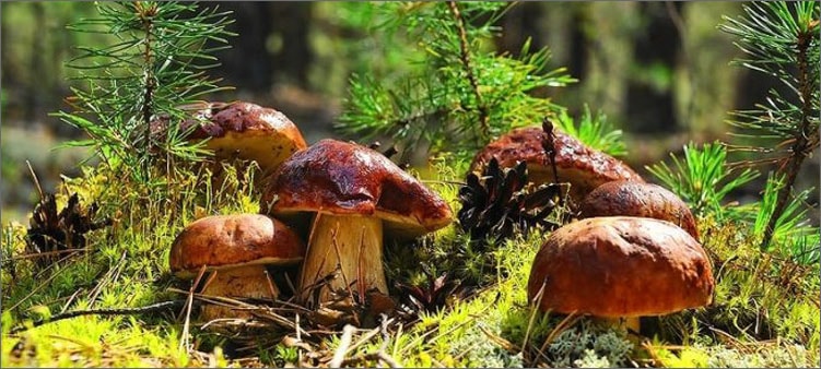 грибы-в-лесу