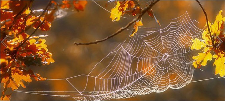 паутинка-осенью