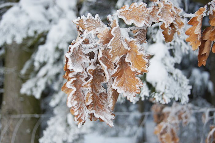 Иней на дубовых листьях