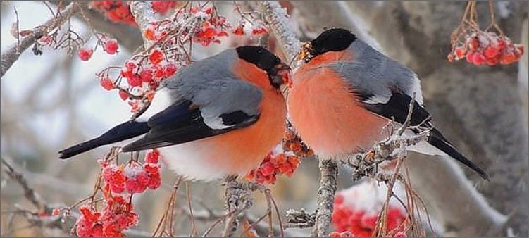 два-снегиря-сидят-на-ветке