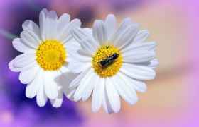 Ромашки. Красивые фото цветов