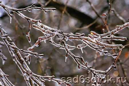Как зимуют плодовые деревья