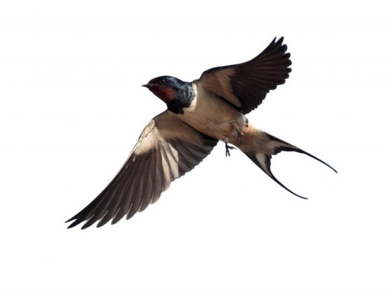 Приметы о полёте ласточек