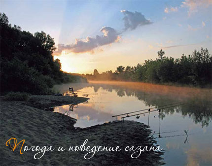 Погода и поведение сазана