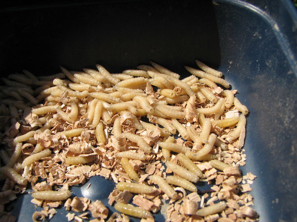 домашнее разведение