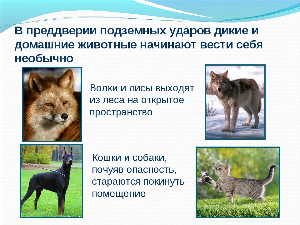 Животные – синоптики. Прогноз погоды от домашних питомцев