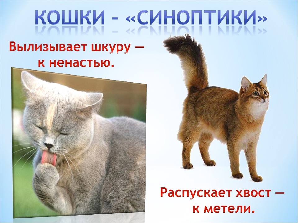 Животные – синоптики. Прогноз погоды от домашних питомцев