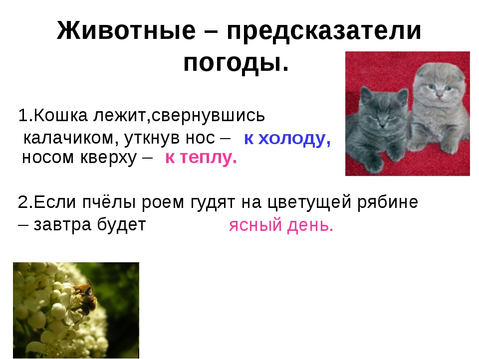 Животные – синоптики. Прогноз погоды от домашних питомцев