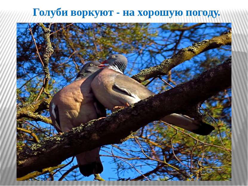 Голуби воркуют - на хорошую погоду.