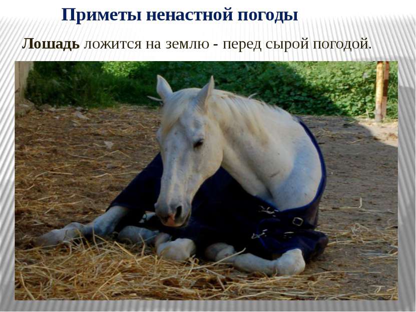 Лошадь ложится на землю - перед сырой погодой. Приметы ненастной погоды