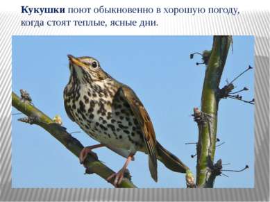 Кукушки поют обыкновенно в хорошую погоду, когда стоят теплые, ясные дни.