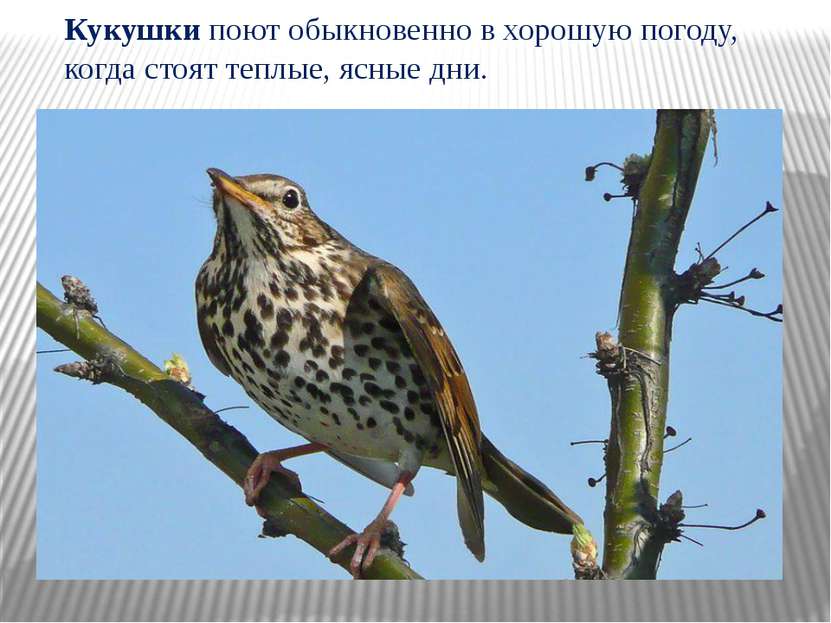Кукушки поют обыкновенно в хорошую погоду, когда стоят теплые, ясные дни.