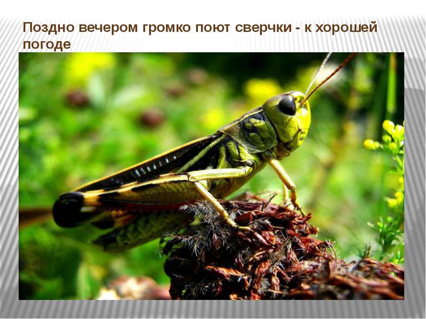 Поздно вечером громко поют сверчки - к хорошей погоде