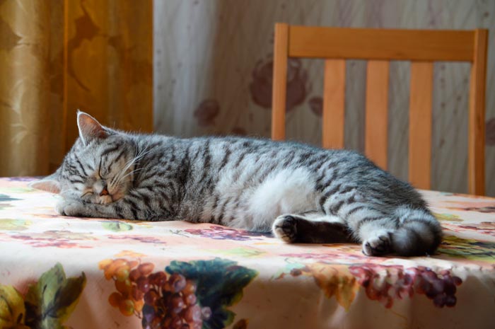 кот спит на столе