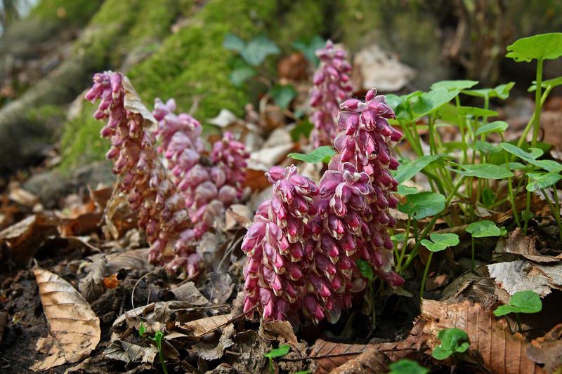 Петров крест