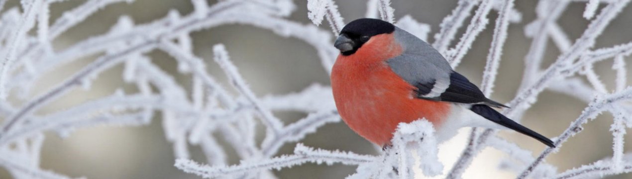 Приметы касательно погоды в феврале и потом весной