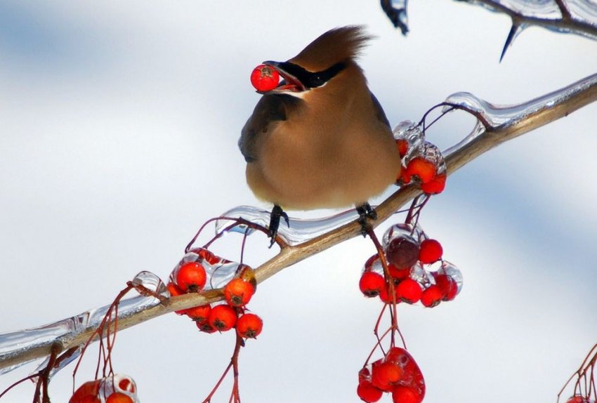 Птицы в феврале