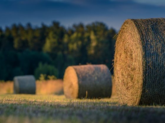 Отсыревшее сено предвещает ливень