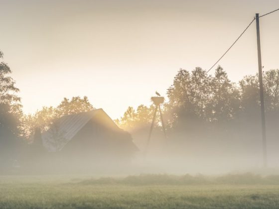 Собака мёрзнет к осадкам