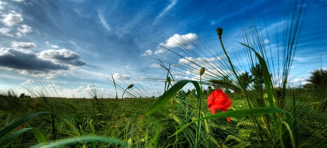 приметы погоды на август