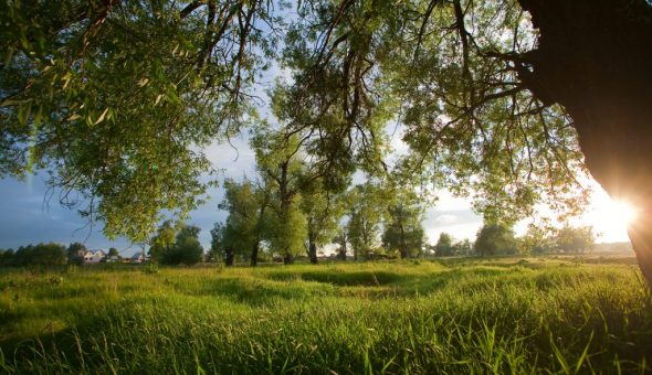 Природа подскажет погоду