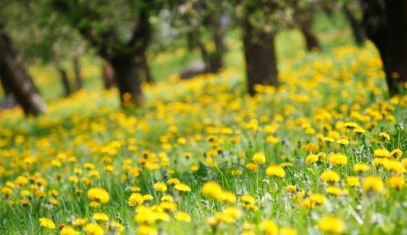 Приметы о майской погоде