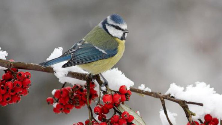 Фото: Сретение Господне 2018